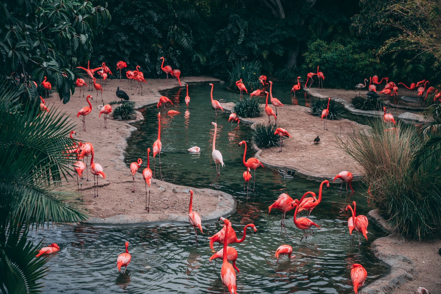flamingos gladys porter zoo